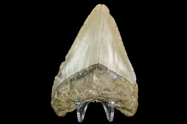 Fossil Megalodon Tooth - North Carolina #130024